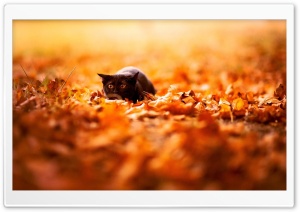 Black Cat Ultra HD Wallpaper for 4K UHD Widescreen desktop, tablet & smartphone
