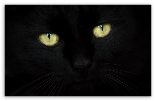 Black Cat Portrait Ultra HD Desktop Background Wallpaper for 4K UHD TV :  Widescreen & UltraWide Desktop & Laptop : Tablet : Smartphone
