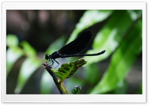 Black Dragonfry Ultra HD Wallpaper for 4K UHD Widescreen desktop, tablet & smartphone