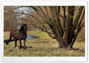 Black Horse Ultra HD Wallpaper for 4K UHD Widescreen desktop, tablet & smartphone