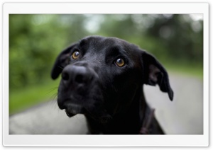 Black Labrador Retriever Ultra HD Wallpaper for 4K UHD Widescreen desktop, tablet & smartphone