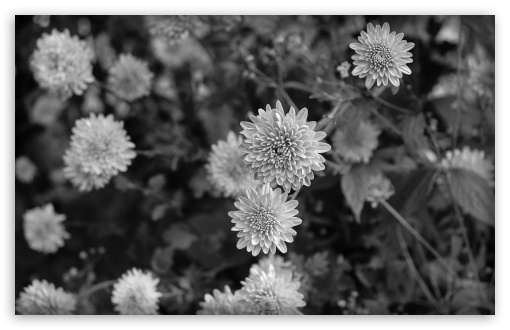 Black n White Flowers UltraHD Wallpaper for Wide 16:10 5:3 Widescreen WHXGA WQXGA WUXGA WXGA WGA ; 8K UHD TV 16:9 Ultra High Definition 2160p 1440p 1080p 900p 720p ; Standard 4:3 5:4 3:2 Fullscreen UXGA XGA SVGA QSXGA SXGA DVGA HVGA HQVGA ( Apple PowerBook G4 iPhone 4 3G 3GS iPod Touch ) ; Tablet 1:1 ; iPad 1/2/Mini ; Mobile 4:3 5:3 3:2 16:9 5:4 - UXGA XGA SVGA WGA DVGA HVGA HQVGA ( Apple PowerBook G4 iPhone 4 3G 3GS iPod Touch ) 2160p 1440p 1080p 900p 720p QSXGA SXGA ;