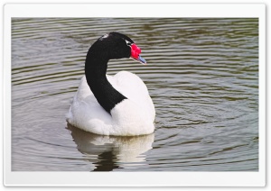 Black-necked Swan Ultra HD Wallpaper for 4K UHD Widescreen desktop, tablet & smartphone