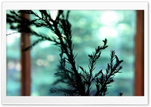 Black Plants Ultra HD Wallpaper for 4K UHD Widescreen desktop, tablet & smartphone