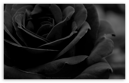 Black Rose Ultra Hd Desktop Background Wallpaper For 4k Uhd Tv Widescreen Ultrawide Desktop Laptop