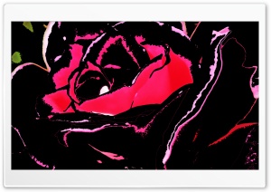 Black Rose Ultra HD Wallpaper for 4K UHD Widescreen desktop, tablet & smartphone
