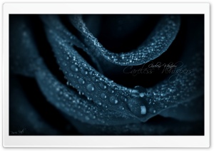 Black Rose Careless Whispers Ultra HD Wallpaper for 4K UHD Widescreen desktop, tablet & smartphone