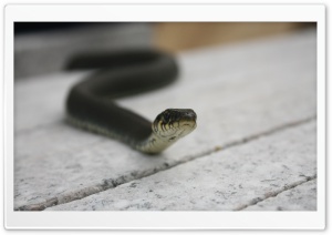 Black Snake Ultra HD Wallpaper for 4K UHD Widescreen desktop, tablet & smartphone