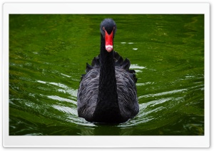 Black Swan Ultra HD Wallpaper for 4K UHD Widescreen desktop, tablet & smartphone