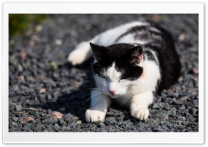 Black  White Cat Ultra HD Wallpaper for 4K UHD Widescreen desktop, tablet & smartphone
