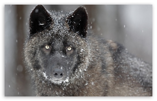 Black Wolf Ultra HD Desktop Background Wallpaper for 4K ...