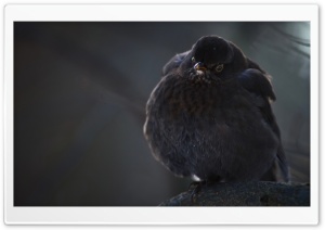 Blackbird Ultra HD Wallpaper for 4K UHD Widescreen desktop, tablet & smartphone