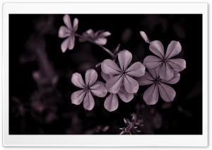 Blackk N Whitee Ultra HD Wallpaper for 4K UHD Widescreen desktop, tablet & smartphone