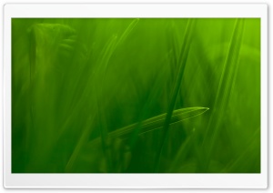 Blade Of Grass Ultra HD Wallpaper for 4K UHD Widescreen desktop, tablet & smartphone