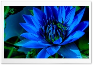 Bleedblue Ultra HD Wallpaper for 4K UHD Widescreen desktop, tablet & smartphone