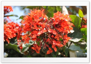 Bleeding Red Flower Ultra HD Wallpaper for 4K UHD Widescreen desktop, tablet & smartphone