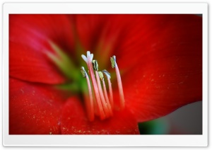 Blood Red Flower Ultra HD Wallpaper for 4K UHD Widescreen desktop, tablet & smartphone