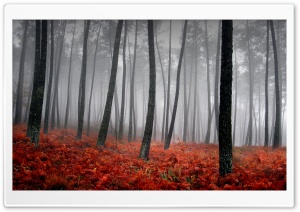 Bloody Forest Ultra HD Wallpaper for 4K UHD Widescreen desktop, tablet & smartphone