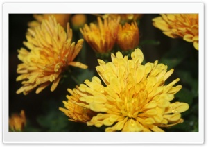 Blooming Ultra HD Wallpaper for 4K UHD Widescreen desktop, tablet & smartphone