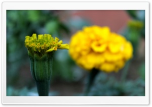 Blooming Flower Ultra HD Wallpaper for 4K UHD Widescreen desktop, tablet & smartphone