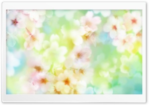 Blooming Flowers 2 Ultra HD Wallpaper for 4K UHD Widescreen desktop, tablet & smartphone