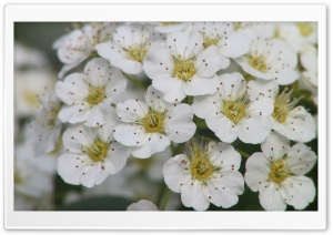 Blooming Flowers 3 Ultra HD Wallpaper for 4K UHD Widescreen desktop, tablet & smartphone