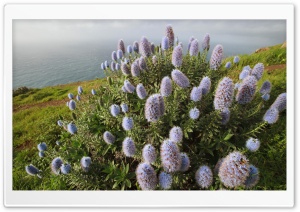 Blooming Pride Of Madeira Ultra HD Wallpaper for 4K UHD Widescreen desktop, tablet & smartphone