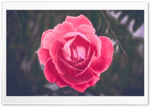 Blooming Rose Ultra HD Wallpaper for 4K UHD Widescreen desktop, tablet & smartphone