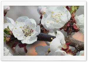 Blooming Tree Spring 10 Ultra HD Wallpaper for 4K UHD Widescreen desktop, tablet & smartphone