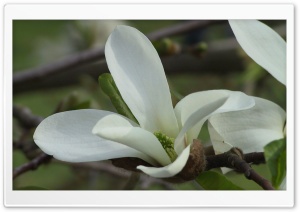 Blooming Tree Spring 11 Ultra HD Wallpaper for 4K UHD Widescreen desktop, tablet & smartphone