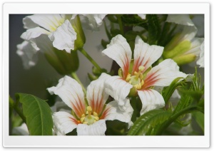 Blooming Tree Spring 14 Ultra HD Wallpaper for 4K UHD Widescreen desktop, tablet & smartphone