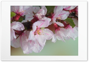 Blooming Tree Spring 16 Ultra HD Wallpaper for 4K UHD Widescreen desktop, tablet & smartphone