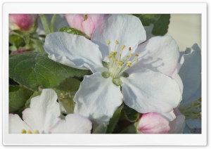 Blooming Tree Spring 2 Ultra HD Wallpaper for 4K UHD Widescreen desktop, tablet & smartphone