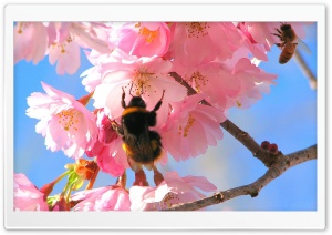 Blooming Tree Spring 6 Ultra HD Wallpaper for 4K UHD Widescreen desktop, tablet & smartphone