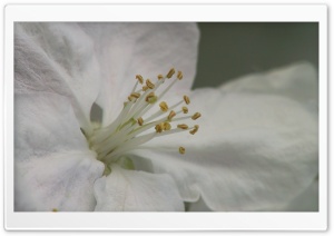 Blooming Tree Spring 8 Ultra HD Wallpaper for 4K UHD Widescreen desktop, tablet & smartphone
