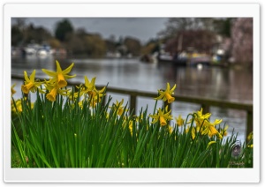 Blosom Spring Ultra HD Wallpaper for 4K UHD Widescreen desktop, tablet & smartphone