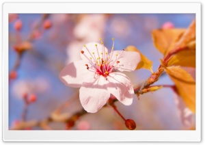 Blossom Ultra HD Wallpaper for 4K UHD Widescreen desktop, tablet & smartphone