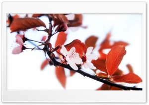 blossom Ultra HD Wallpaper for 4K UHD Widescreen desktop, tablet & smartphone