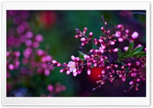 Blossom Branch Ultra HD Wallpaper for 4K UHD Widescreen desktop, tablet & smartphone