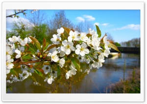 Blossom Branch, Spring Ultra HD Wallpaper for 4K UHD Widescreen desktop, tablet & smartphone