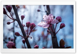 Blossom Flowers Ultra HD Wallpaper for 4K UHD Widescreen desktop, tablet & smartphone