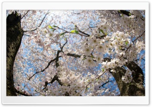 Blossom Tree Ultra HD Wallpaper for 4K UHD Widescreen desktop, tablet & smartphone