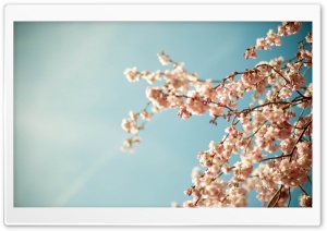 Blossom Tree Ultra HD Wallpaper for 4K UHD Widescreen desktop, tablet & smartphone