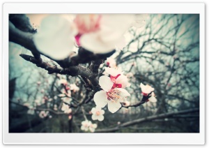Blossom Tree Flowers Ultra HD Wallpaper for 4K UHD Widescreen desktop, tablet & smartphone