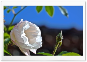 Blossoming Flower Ultra HD Wallpaper for 4K UHD Widescreen desktop, tablet & smartphone