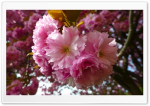 Blossoms Tree Ultra HD Wallpaper for 4K UHD Widescreen desktop, tablet & smartphone