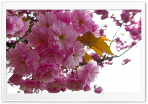 Blossoms Tree Ultra HD Wallpaper for 4K UHD Widescreen desktop, tablet & smartphone