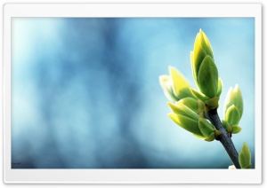 Blue & Green Ultra HD Wallpaper for 4K UHD Widescreen desktop, tablet & smartphone