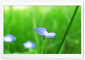 Blue and Green Ultra HD Wallpaper for 4K UHD Widescreen desktop, tablet & smartphone