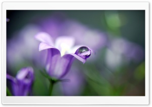 Blue Bell Flower Macro Ultra HD Wallpaper for 4K UHD Widescreen desktop, tablet & smartphone